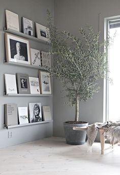 an image of a room with pictures on the wall and a potted plant in it