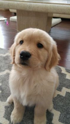 a puppy sitting on the floor in front of a table