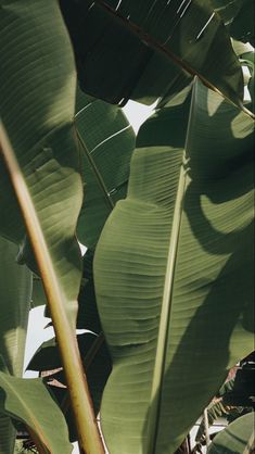 large green leaves in the sunlight on a sunny day