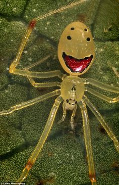 a yellow spider sitting on top of a green leaf with its eyes open and tongue out