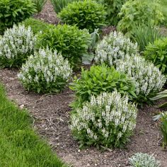 some white flowers are growing in the grass