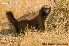 an animal that is standing in the grass