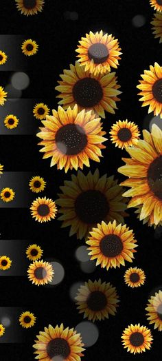 many yellow sunflowers on a black background