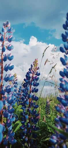 blue flowers are in the foreground and clouds in the background, with green grass on either side