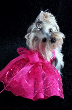 a small white dog wearing a pink dress