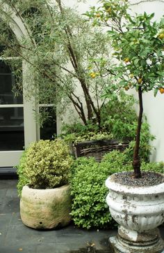 two large planters sitting next to each other in front of a building with an orange tree