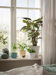 a window sill filled with potted plants on top of a white curtained window