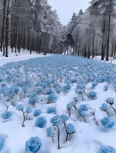 many blue roses are in the snow near trees and bushes with no leaves on them