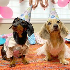 two dachshunds dressed up for a birthday party