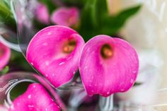 pink flowers with green leaves and water droplets on the petals are photographed in this close up photo