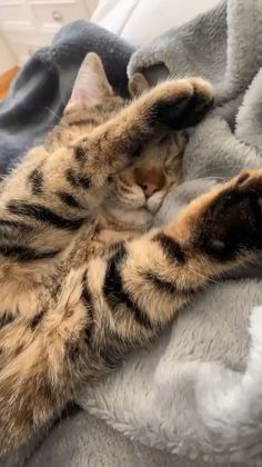 a cat is curled up and sleeping on a blanket