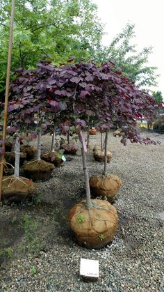 several small trees with purple leaves in the middle of some rocks and gravel on top of them