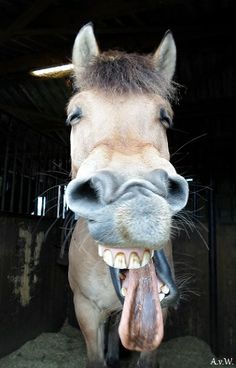 a horse with it's mouth open and its tongue hanging out