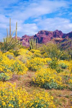 the desert is full of yellow flowers and cacti