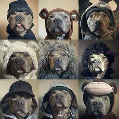 the dogs are wearing hats and coats