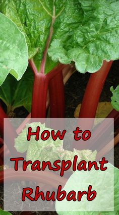 some red and green plants with the words how to transplant rhubarb