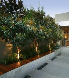 an outdoor area with plants and lights on the side of it, along with steps leading up to a house