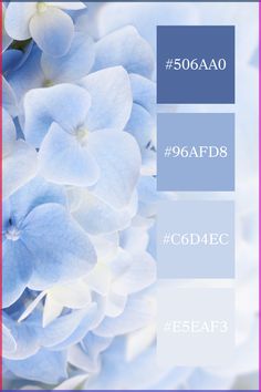 blue hydrangeas with white flowers in the middle and pink border around them on a purple background