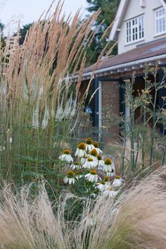 tall grass and flowers in front of a house