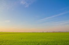 an open field with green grass under a blue sky