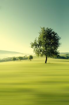 a lone tree in the middle of a green field