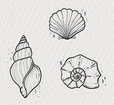 three seashells are shown in black and white ink on a piece of paper