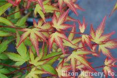 some red and yellow leaves on a tree