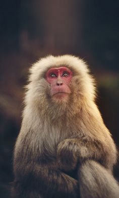 a monkey with red eyes sitting on the ground