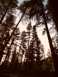 the sun is shining through the trees in the forest