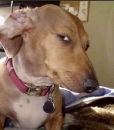 a brown dog laying on top of a bed