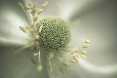 the center of a white flower with lots of stamen on it's petals