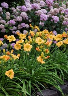 yellow and purple flowers are growing in the garden