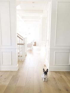 a small dog standing on top of a hard wood floor next to a white wall