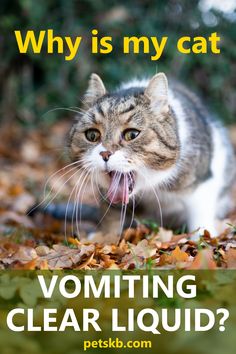 Tabby cat crouching on autumn leaves and vomiting. Cat Vomit, Cat Knowledge, Cat Remedies, Cat Throwing Up, Cats Health, Spoiled Cats