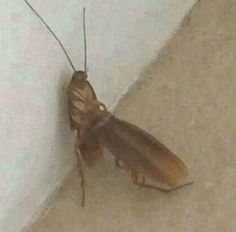 a close up of a cockroach on the ground next to a white wall