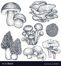 different types of mushrooms on a white background