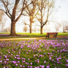 a park bench sitting in the middle of a field full of purple flowers and trees