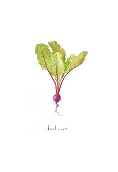 a radishes plant with the word lettuce on it