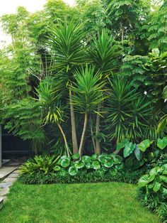 a garden with lots of green plants and trees