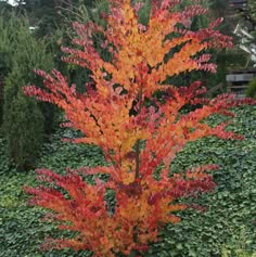 an orange and red tree in the middle of some bushes