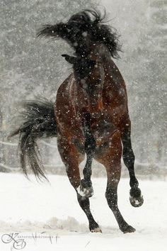 a brown horse running in the snow with it's front legs spread wide open