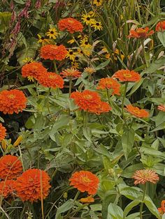 many orange flowers are growing in the grass