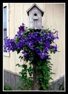 a bird house with purple flowers growing around it