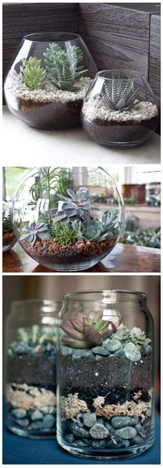 three different views of plants in glass vases with rocks and gravel on the bottom