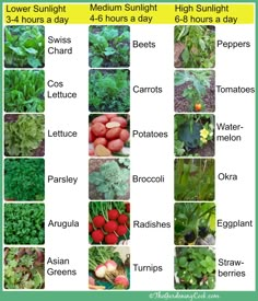 an image of garden plants and their names