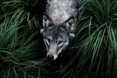 a wolf in the grass with a quote on it saying for future generations that we leave the most beautiful gift of a clean world