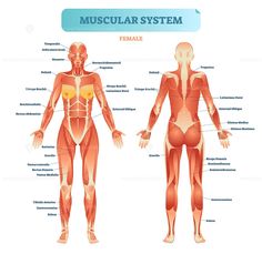 the muscles and their major skeletal systems are shown in this illustration stock photo - 5497