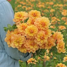 a person holding a bunch of flowers in their hands and wearing a blue denim shirt