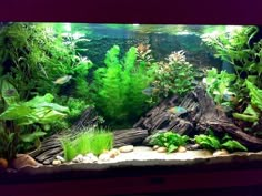 an aquarium filled with lots of plants and fish swimming in it's water tank