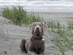 a dog is sitting on the beach with tall grass in front of him and looking at the camera